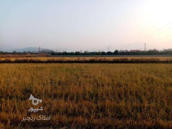 فروش زمین1000 متر ویو دار در گروه خرید و فروش املاک در مازندران در شیپور-عکس1