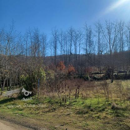 فروش زمین مسکونی 250 متر جفت جنگل در بابلکنار در گروه خرید و فروش املاک در مازندران در شیپور-عکس1