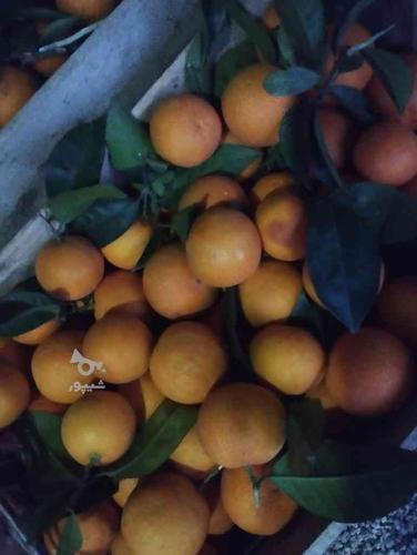 پرتقال محلی و خونی با کیفیت
