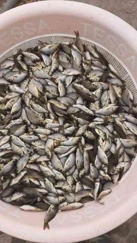 فروش عمده بچه ماهی و غذای ماهی ارسال از رشت به تمام ایران