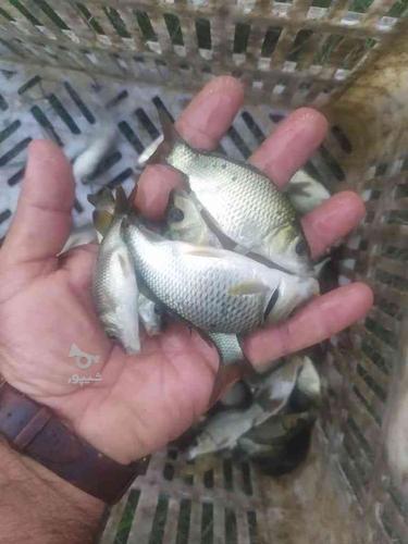 فروش عمده بچه ماهی و غذای ماهی ارسال تمام ایران