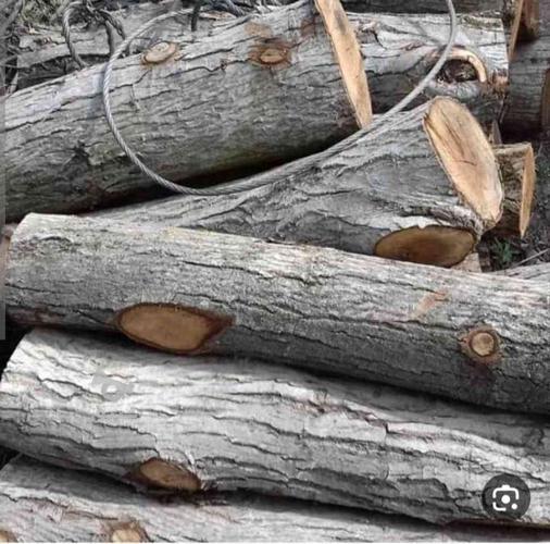 فروش چوب جنگلی