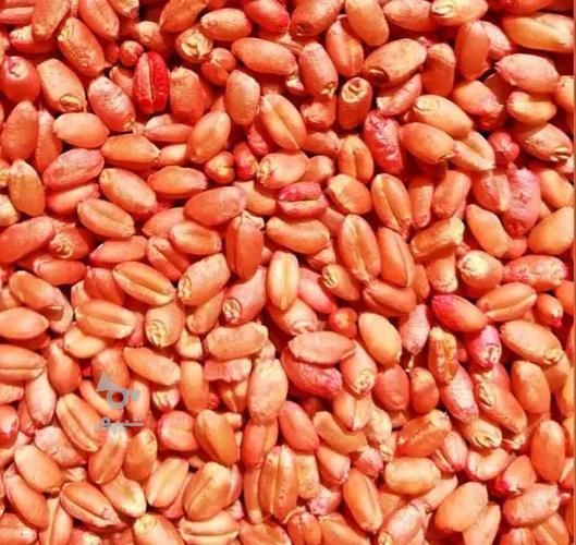 فروش انواع بذرهیبرید تخمهs400_s300_کدوگوشتی