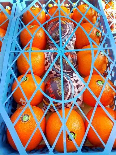 پرتقال تامسون صادراتی