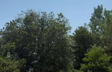 فروش باغ 9000 متر در مرزک