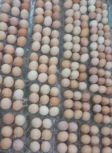 پخش تخم مرغ محلی سراسری