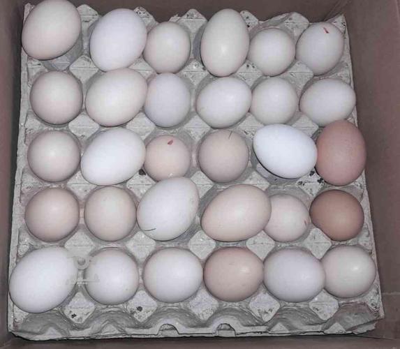 پخش تخم مرغ محلی سراسری