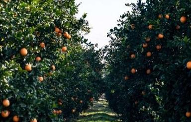 باغ 2000 متر فنس کشی شده .مازندران قائم شهر