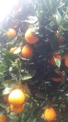 فروش پرتقال تامسون شیرین و آبدار سردرختی در آمل