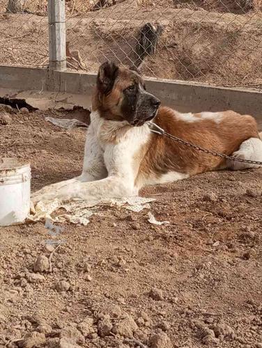 سگ گمشده شده شریف آباد