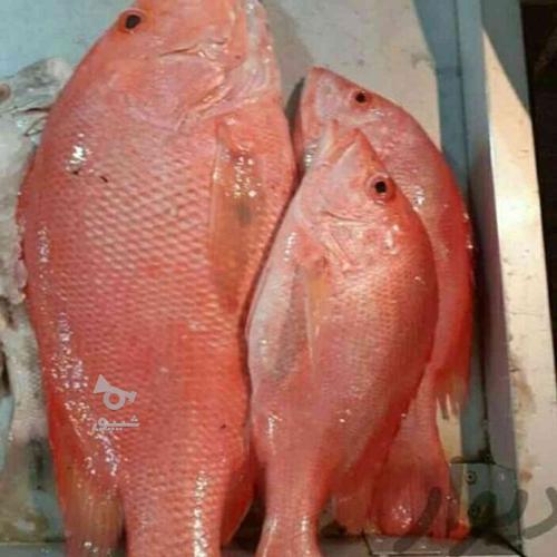 بوشهر خرما ماهی ارده