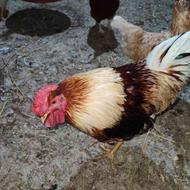 تخم وجوجه نژاد تخمگذار وگوشتی پرتولید سان پارس