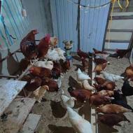 جوجه نژاد تخمگذار وگوشتی پرتولید سان پارس