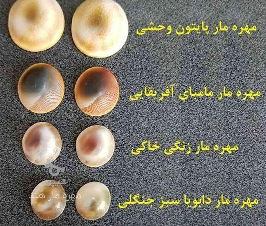 مهره مار اصل افعی+نمک مخصوص استرالیا در گروه خرید و فروش لوازم شخصی در بوشهر در شیپور-عکس1