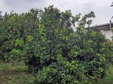 زمین خانه باغی 800 متری در کمربندی غربی دولت آباد در شیپور