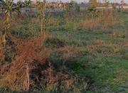 زمین کشاورزی 1450 متر در محمودآباد