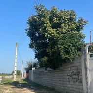 زمین کشاورزی 163 متر در اغوزبن