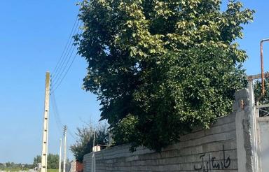 زمین کشاورزی 163 متر در اغوزبن