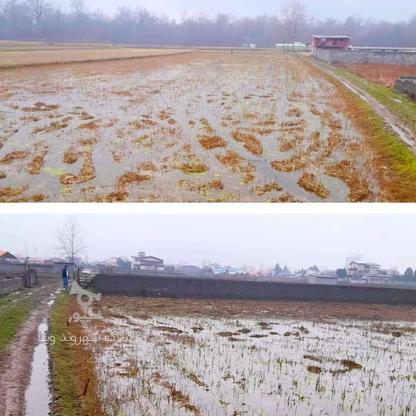 زمین کشاورزی مناسب کشت برنج با ادوات کشاورزی مکانیزه در گروه خرید و فروش املاک در مازندران در شیپور-عکس1