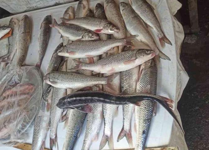 فروش ماهی زنده دریا نوشهر