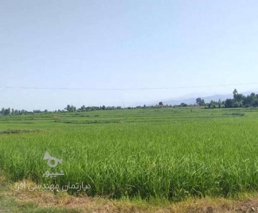فروش زمین کشاورزی 13هزار متر در روستای تجینک در گروه خرید و فروش املاک در مازندران در شیپور-عکس1