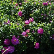 بوته گل محمدی گلاب گیری دو ساله گلدانی و 15 رنگ رز هلندی