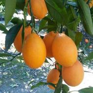 نهال پرتقال خونی موزی جاینت پیوندی (پرتقال کوزه ای)