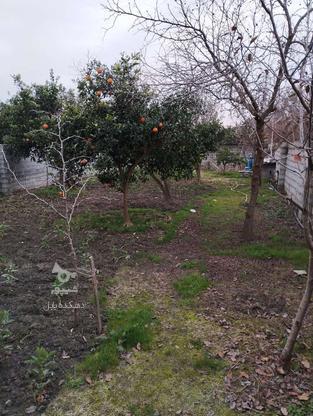 فروش زمین باغی 500 متر در بیشه سر در گروه خرید و فروش املاک در مازندران در شیپور-عکس1