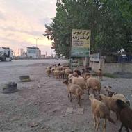 فروش گوسفند زنده نوشهر