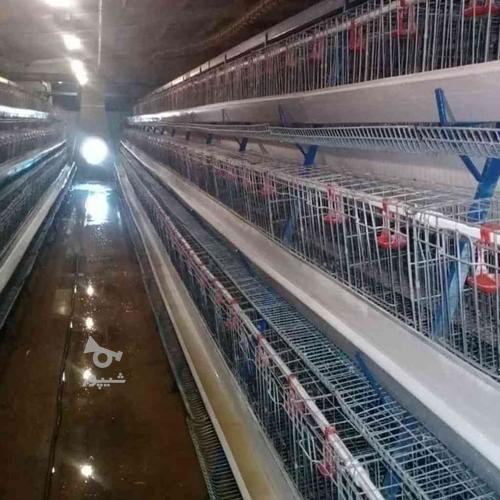 فروش 50 هزار قفس مرغ تخم گذار منبری