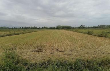 6000 متر زمین کشاورزی در رضوانشهر