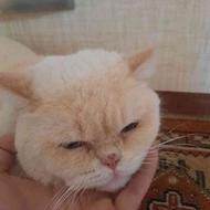 واگذاری گربه سفید با رگه های طلایی سه ساله