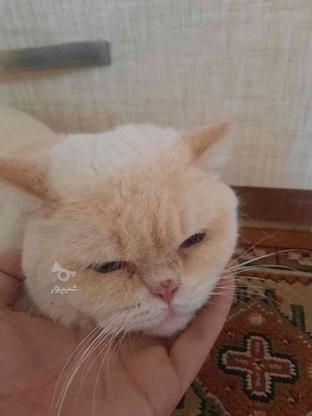 واگذاری گربه سفید با رگه های طلایی سه ساله در گروه خرید و فروش ورزش فرهنگ فراغت در البرز در شیپور-عکس1