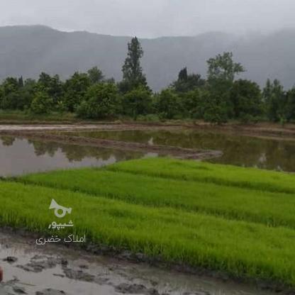 فروش زمین کشاورزی 4200 متر در استخرسر در گروه خرید و فروش املاک در مازندران در شیپور-عکس1