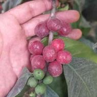 نهال قهوه عربیکا (گل معطر و میوه خوراکی)