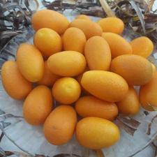 نهال کامکوات دو ساله باردار گلدانی