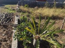 زمین بافت مسکونی 225 متری سند دارکترا در شیپور