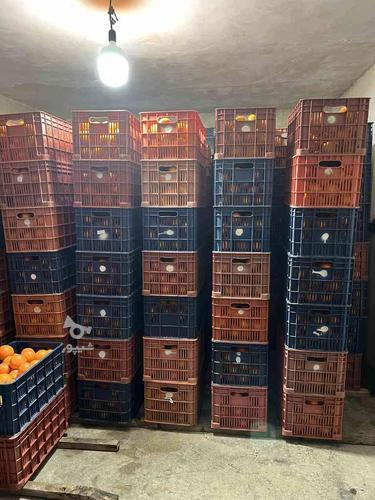 فروش پرتقال تامسون واکس زده انبار شده آماده ارسال به بازار