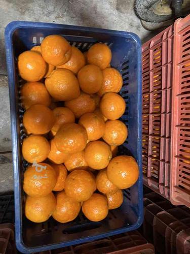فروش پرتقال تامسون واکس زده انبار شده آماده ارسال به بازار