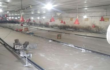 فروش مرغداری 8000 متر 25 هزارتایی در قایمشهر