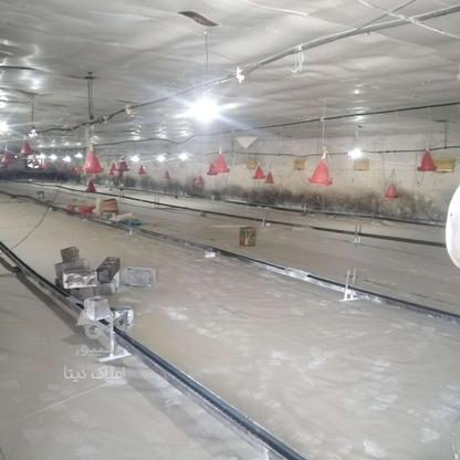 فروش مرغداری 8000 متر 25 هزارتایی در قایمشهر در گروه خرید و فروش املاک در مازندران در شیپور-عکس1