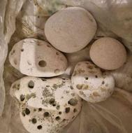 سنگ های خاص از دریای شور جنوب