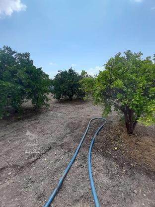 زمین کشاورزی 500 متر در قراخیل در گروه خرید و فروش املاک در مازندران در شیپور-عکس1
