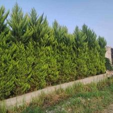 فروش 210 متر زمین در جاده سیاورز