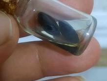 مهره مار اصل هندی+روغن مار اصلی در شیپور