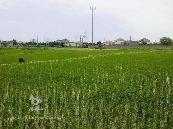 فروش زمین کشاورزی 12500 متر در ایزدشهر در گروه خرید و فروش املاک در مازندران در شیپور-عکس1