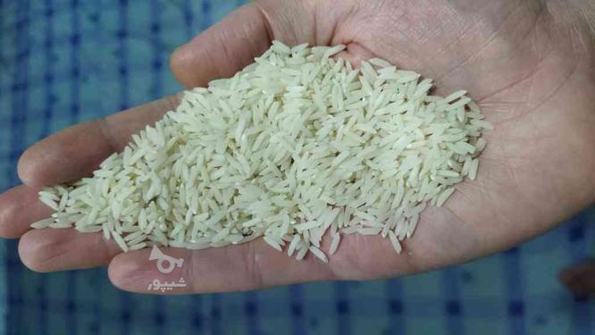 برنج هاشمی محصول مزرعه خودم به شرط خالص بودن
