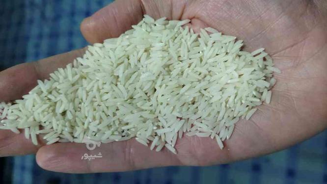 برنج هاشمی محصول مزرعه خودم به شرط خالص بودن