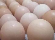 تخم مرغ محلی نطفه دار و جوجه محلی 3ماهه(نیمچه)