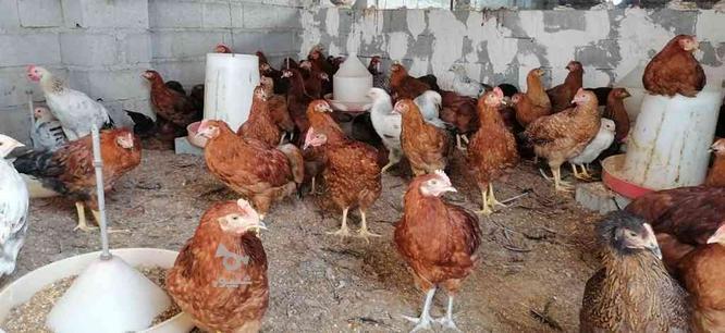 جوجه محلی 1روزه و 1ماهه و 2ماهه و 3ماهه و تخم مرغ نطفه دار در گروه خرید و فروش ورزش فرهنگ فراغت در مازندران در شیپور-عکس1